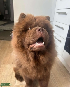 Chow chow stud Listing Image