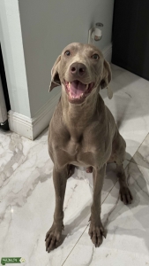 Spanish Weimaraner AKC & Sociedad Canina (Spain) registered Listing Image