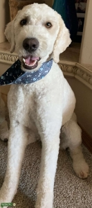 Gentle, Friendly, and Smart F1B Goldendoodle Stud Listing Image