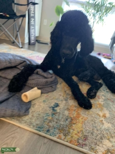 CKC BLACK STANDARD POODLE TO STUD YOUR LITER  Listing Image