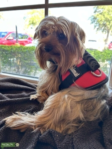 Rocket ???? >5lb Yorkie akc/ckc Listing Image