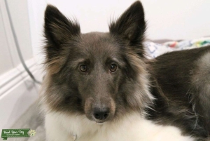 Female Sheltie seeking stud ASAP Listing Image