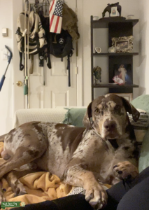 Registered Louisiana Catahoula Listing Image