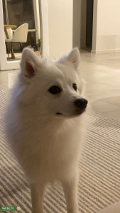 Pure breed Japanese spitz stud  Listing Image