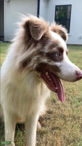 Pure Australian Merle Shepherd  Listing Image