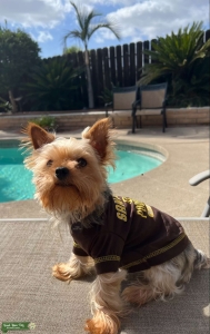 5 lbs pure bread male yorkie Listing Image
