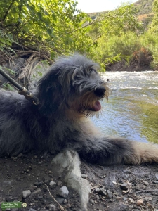 Bernedoodle Stud Available Listing Image