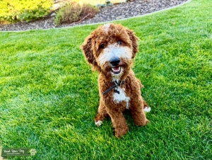 Goldendoodle stud  Listing Image
