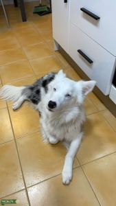 Blue Merle Stud Listing Image