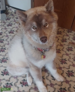 Red Agouti Wooly Siberian Husky Listing Image