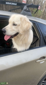 2 year old akc golden looking to stud  Listing Image