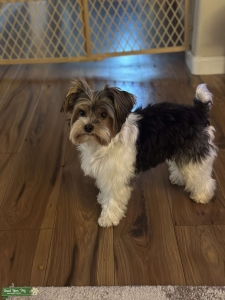 AKC yorkie looking to breed Listing Image