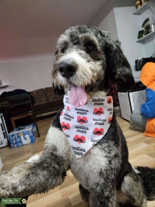 F1 Bernedoodle Stud Listing Image