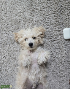 Poochon|toy poodle Listing Image