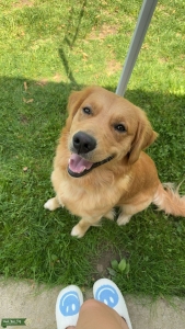 Sweet Boy looking for a Sweet Girl Listing Image