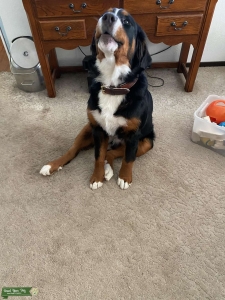 Willow - 2 year old bitch Listing Image
