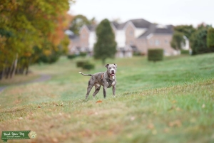 Pitbull Stud available Merel   Listing Image