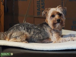 Looking for a Yorkie / Morkie Stud Listing Image