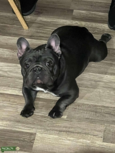 Frenchie Stud Listing Image