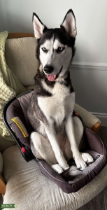 Looking for a Stud for Female Siberian Husky - Mia Listing Image