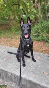 Belgian Malinois Listing Image