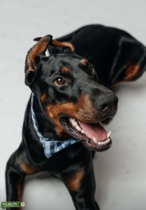 Doberman stud Listing Image