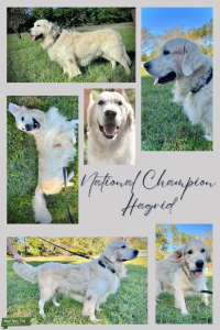 Proven AKC Champion $1500 Stud Listing Image
