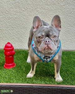 AKC French Bulldog Lilac and Tan Listing Image