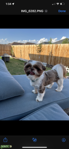 Imperial shih Tzu CKC registered Listing Image