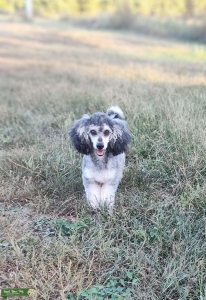 AKC Champion Lines mini Poodle stud (Proven) Listing Image
