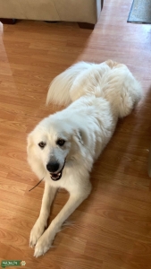 Great Pyrenees Listing Image