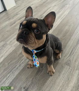 Blue Frenchie Listing Image