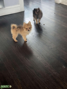 Teacup Pomeranian  Listing Image