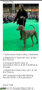 Weimaraner for stud, Crufts Puppy Class Winner 2022 Listing Image