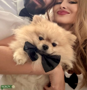 Pomeranian Bear Face  Listing Image