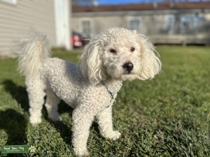 Looking to Breed Listing Image
