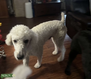 Standard Poodle  Listing Image