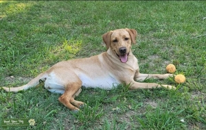 Fox Red labrador  Listing Image