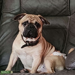 Frenchie Pug Fawn Champion line with Pedigree Listing Image
