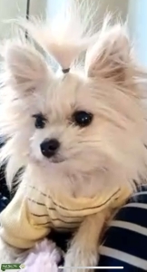  Cream Pom Listing Image