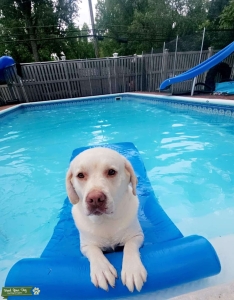Yellow lab handsome dog  Listing Image