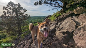 Purebred Pedigree Shiba Inu Female Listing Image