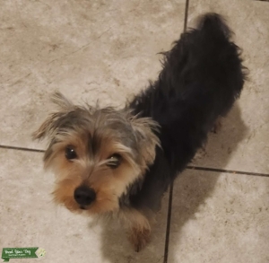 1 year old male yorkie Listing Image