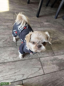 Shih Tzu Stud for Hire Listing Image