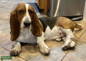 Tri Basset Listing Image