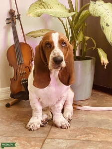 Red Basset Stud Listing Image