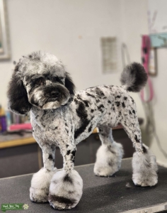 Beautiful Merle AKC Mini Poodle Stud Listing Image