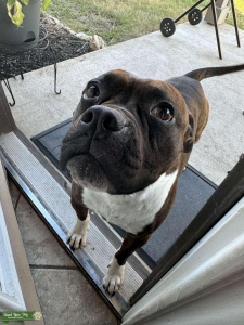 Pitbull/Terrier Mix Stud Listing Image