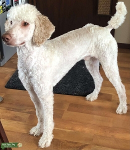 Cream Standard Poodle Listing Image