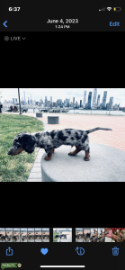 Mini Dachshund  Listing Image